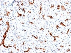 MUC6 Antibody (MUC6/1553R) - Azide and BSA Free, Novus Biologicals 100 &mu;g | Buy Online | Novus Biologicals | Fisher Scientific